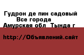 Гудрон де пин садовый - Все города  »    . Амурская обл.,Тында г.